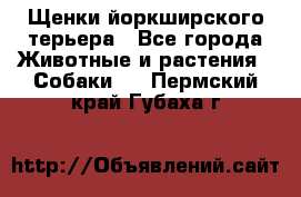 Щенки йоркширского терьера - Все города Животные и растения » Собаки   . Пермский край,Губаха г.